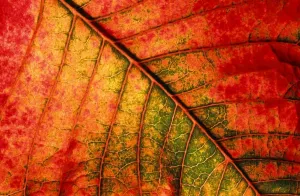 Texture Delle Piante Stampe: Lato autunnale della foglia - L'altro lato della foglia