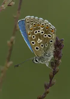 Nature Photography Prints UK Stampe: Adonis Blue