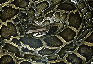 Reptile Photography Stampe: African Rock Python - coiled up
