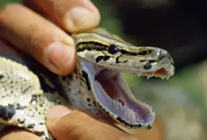 Reptile Photography Stampe: African Rock Python - showing teeth