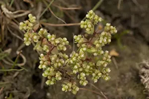 Bob Gibbons Photography Stampe: All-seed
