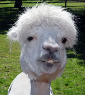 Stampe di Alpaca PM 10663 Vicugna Pacos di Pat Morris Alpaca Stampe: Alpaca