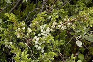 European Mountain Plants Stampe: Alpine version of common juniper (Juniperus communis ssp. alpina), with berries. Norway