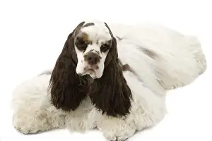 Personal Use Dog Prints Only Stampe: American Cocker Spaniel - lying down