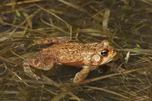 Jim Zipp Photography Prints Stampe: American Toad