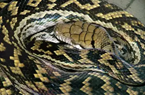 Australian Reptile Images Stampe: Amethyst / Amethystine / Scrub Python - close-up of head