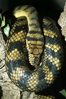 Python di ametrista / Ametrastina/Python a spira - cavo