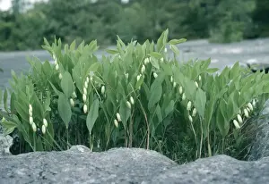 European Wildflowers Photography Stampe: Angular Soloman's Seal Limestone Pavement, Cumbria, UK