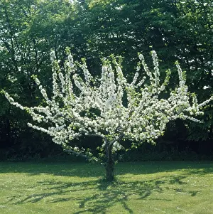 Blossoming Apple Tree Stampe: Apple Tree