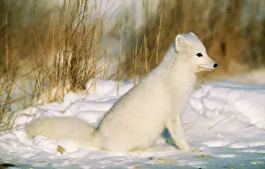 Stampe di ARCTICO VIXEN 7105 - NEL NEVE Alopes lago-pus di M. Watson Si prega di notare che le stampe sono destinata solo a scopi di visualizzazione personale e non possono essere riprodotte in alcun modo Cani (selvatici) Stampe: Lupo polare