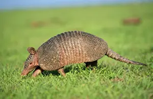 Stampe di Watson, WAT-6400 - Armadillo a nove cingoli (Dasypus sabanicola) sul prato Dasypodidae Stampe: Armadillo