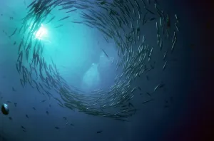 Marine Wildlife Stampe: Barracuda