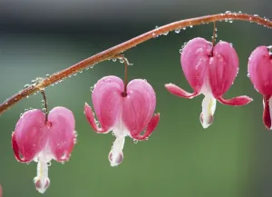 Dicentra Spectabilis Stampe: Bleeding Heart