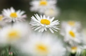 Duncan Usher Photographer Stampe: Common Daisy