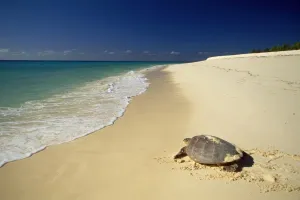Sea Turtles Stampe: Hawksbill Turtle