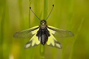 Stampe di ROG-13148 Un asfalide - stabilizzato nella prateria della Dordogna Neurotteri Stampe: Un Ascalafide (Libelloides coccajus) si è stabilito nella prateria della Dordogna