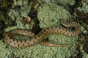 Jean Paul Ferrero Art Stampe: Aspic Viper