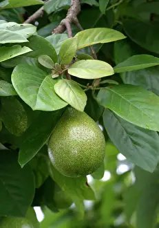 Tropical Fruit Plants Stampe: Avocado