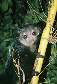 Daubentoniidae Stampe: Aye-aye
