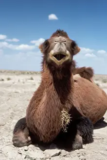 Wildlife Prints For Sale Stampe: Bactrian Camel