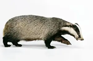 European Badger Stampe: Badger