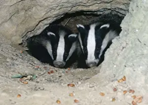 Wildlife Photographer Uk Stampe: Badgers - in sett