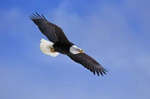 Tom And Pat Leeson Artwork Stampe: Bald Eagle - In flight BE5429