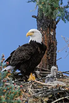 Tom Leeson Photography Stampe: Bald Eagle - At nest with young eaglets