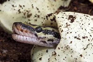 Pipetta di balla python (Python regius) - Hattato cattivo dalla uova - Origine africana