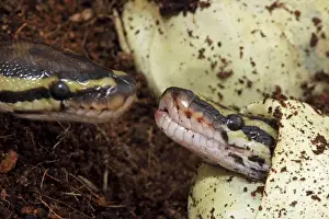Serpente Stampe: Pipetta di balla python (Python regius) - Hattato cattivo da uovo - Originario dell'Africa