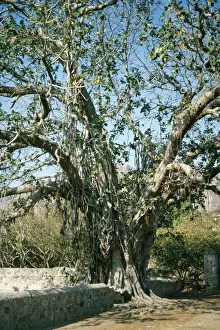 Ardea Wildlife Prints Stampe: Banyan Tree