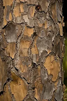 Close Up Tree Trunks Stampe: Bark of slash pine