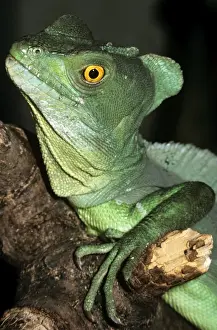 Wildlife Reptiles Stampe: Basilisk