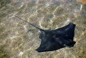 Raggio di bat