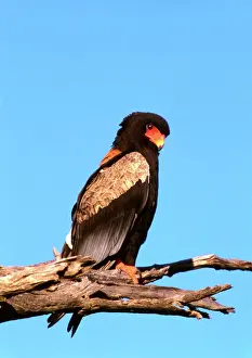 Stampe di CRH-1066 Il Aquila del Bateleur Caccia al Volo Botswana Terapotothius Ecaudatus di Chris Harvi Immagini datate 2011 marzo: L'Aquila del Bateleur - Botswana