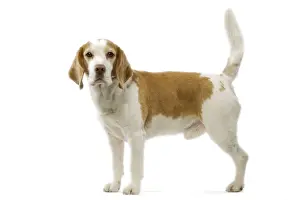 Beagle Dog Breed Stampe: Beagle