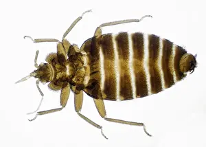 Insect Close Up Photos Stampe: Bed Bug