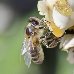 Bee On Flower Stampe: Bee - on flower