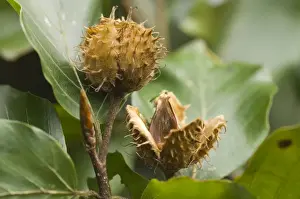 Beech Tree Stampe: Beech Beech-nuts in autumn