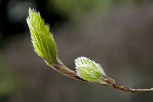 Beech Tree Leaves Stampe: Beech leafs burgeon