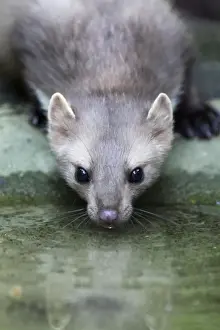 Germany Animal Pictures Stampe: Beech / Stone Marten - drinking from pool, Hessen, Germany