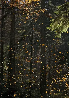 Beech Tree Leaves Stampe: Beech Tree - Falling leaves