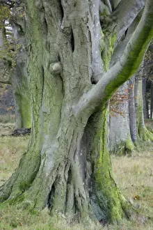 Fagus Sylvatica UK Stampe: Beech Tree - stem and branches in autumn. Northumberland, UK