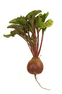 Edible Plants Stampe: Beetroot