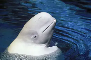 Stampe di Beluga del Delfinioptero Leucos francese di Gohier. Si prega di notare che i stampati sono destinati solo a scopi di visualizzazione personale e potrebbero non essere riprodotti in alcun modo Monodontidae Stampe: Beluga