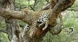 Stampe di Leopardo WAT-8072 - riposo nell'albero Namibia, Africa Pardus Panthera leopardis M Leopardo Stampe: Leopardo della Namibia