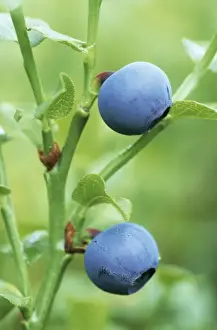 Bilberry Fruit Images Stampe: Bilberry