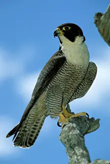 Stampe di Falco peregrino femmina - AUS-182, Australia Merluzzo piccione femminile Accipitridae Stampe: BIR00293