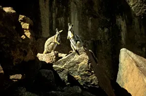 Australian Native Wildlife Photos Stampe: BIR00321