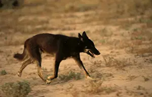 Australian Native Animals Pictures Stampe: BIR00375